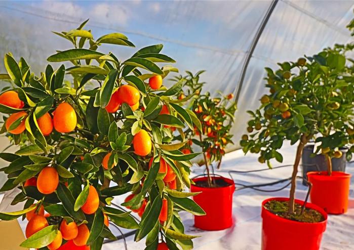 Kumquat-agrume