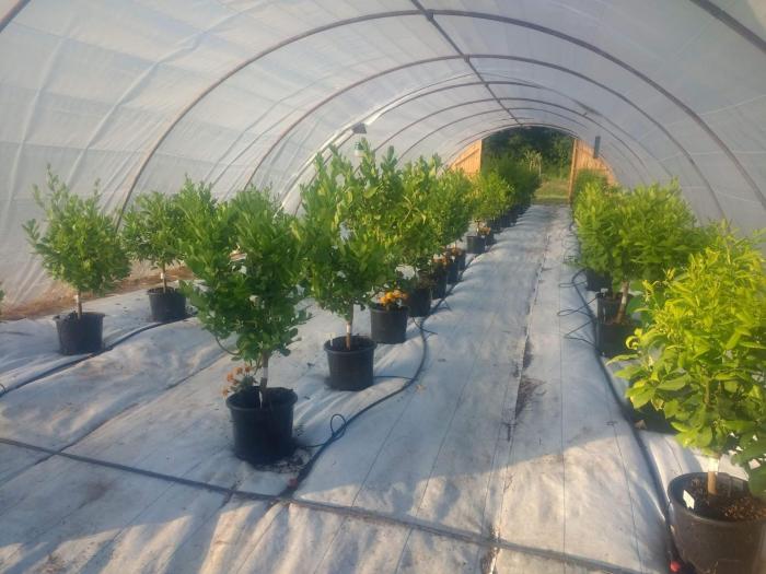 Serre de production Abreus